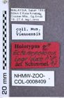 Etikette zu Ectamenogonus ingridae (Schimmel, 1999) (NHMW-ZOO-COL-0008409)